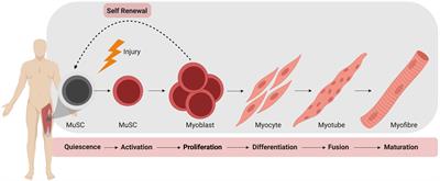 The Microenvironment Is a Critical Regulator of Muscle Stem Cell Activation and Proliferation